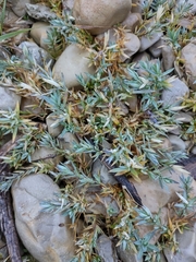 Juniperus horizontalis