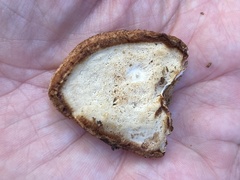 Fomitopsidaceae