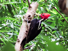 Campephilus guatemalensis