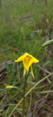 Diuris behrii