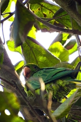 Psittacara leucophthalmus