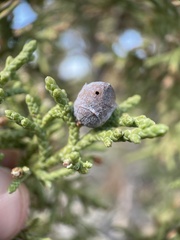 Juniperus osteosperma