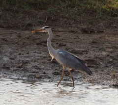 Ardea cinerea cinerea
