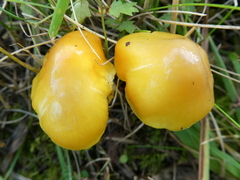 Hygrocybe acutoconica