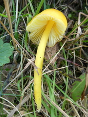 Hygrocybe acutoconica