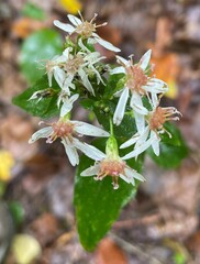 Eurybia divaricata