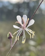 Oenothera filipes