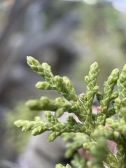 Juniperus osteosperma