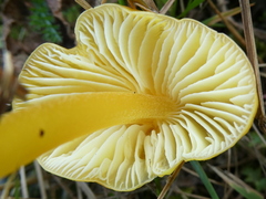 Hygrocybe acutoconica