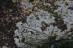 Chamberlainium tumidum