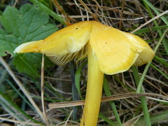Hygrocybe acutoconica