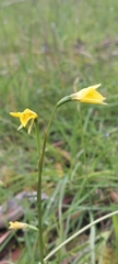 Diuris behrii