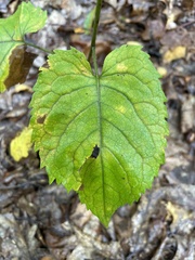 Eurybia divaricata