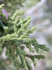 Juniperus osteosperma