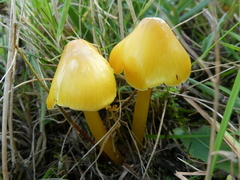Hygrocybe acutoconica