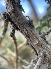 Juniperus osteosperma