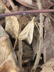 Diasemia monostigma