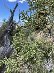 Juniperus osteosperma