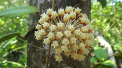 Hoya incrassata