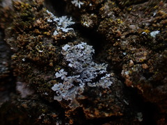 Physconia perisidiosa