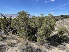Juniperus osteosperma