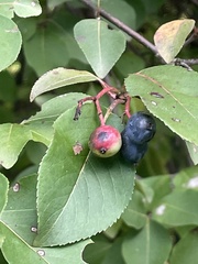 Viburnum