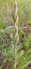 Thelymitra
