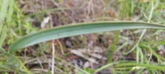 Thelymitra