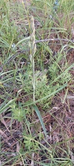 Thelymitra