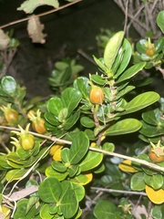 Gardenia jasminoides