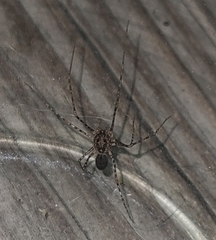 Scytodes globula