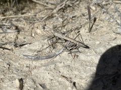 Litaneutria skinneri