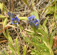 Gentiana affinis