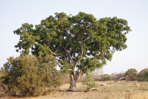 Common Wild Fig