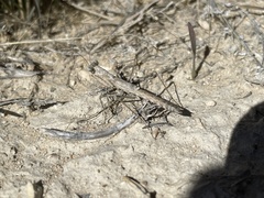 Litaneutria skinneri
