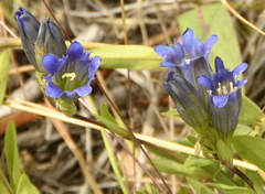 Gentiana affinis