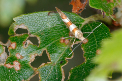 Argyresthia goedartella