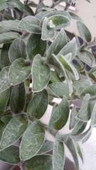 Tradescantia sillamontana
