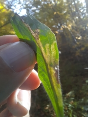 Phytomyza albiceps group