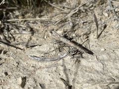 Litaneutria skinneri