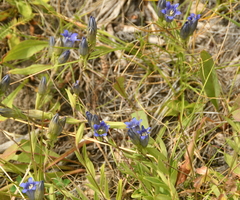 Gentiana affinis