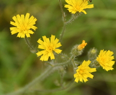 Hieracium scouleri
