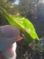 Phytomyza albiceps group