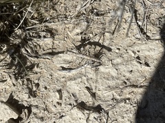 Litaneutria skinneri