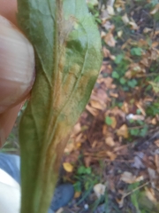 Phytomyza albiceps group