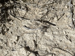Litaneutria skinneri