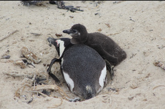Spheniscus demersus