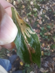 Phytomyza albiceps group