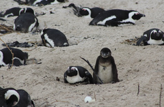 Spheniscus demersus
