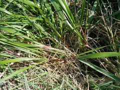 Anthoxanthum redolens